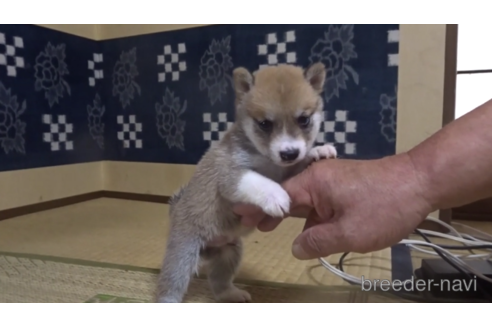 成約済の佐賀県の豆柴-151143
